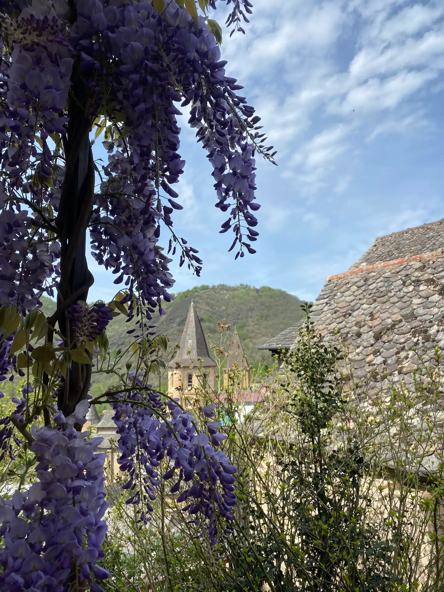 Glycines en fleur devant l'église de Conques