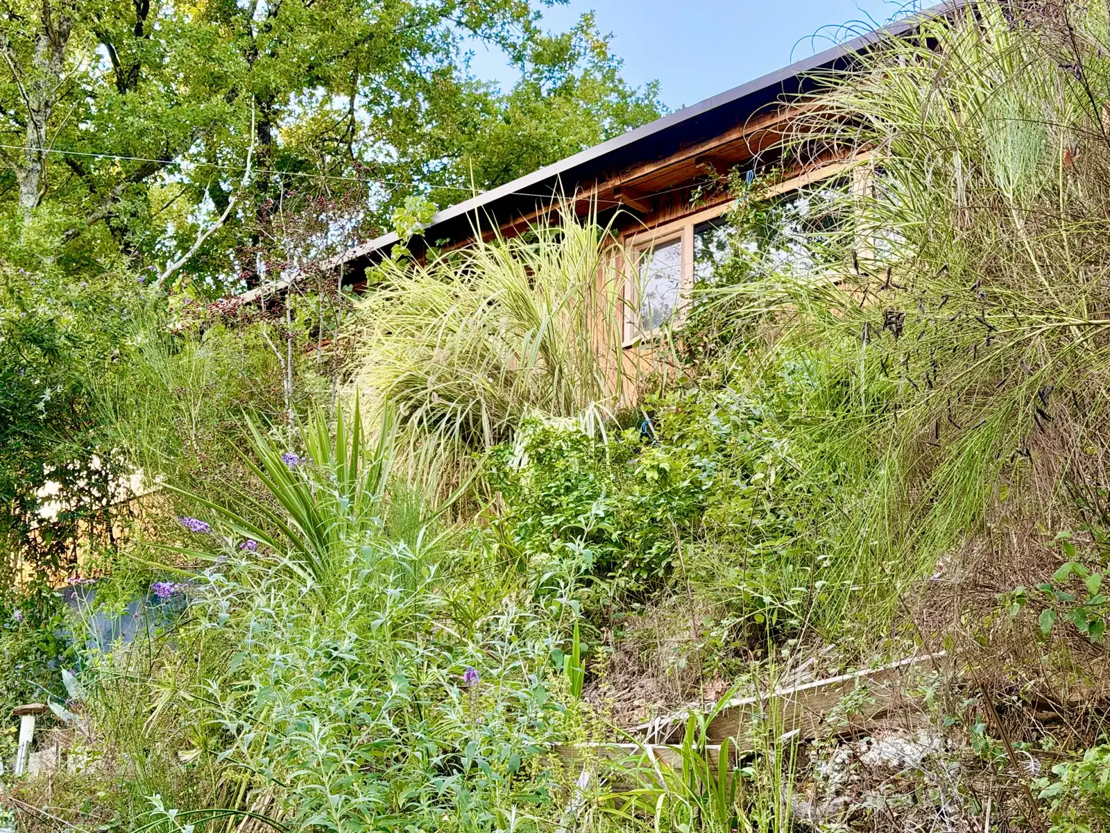 Lalalandes' wooden façade behind the garden grasses